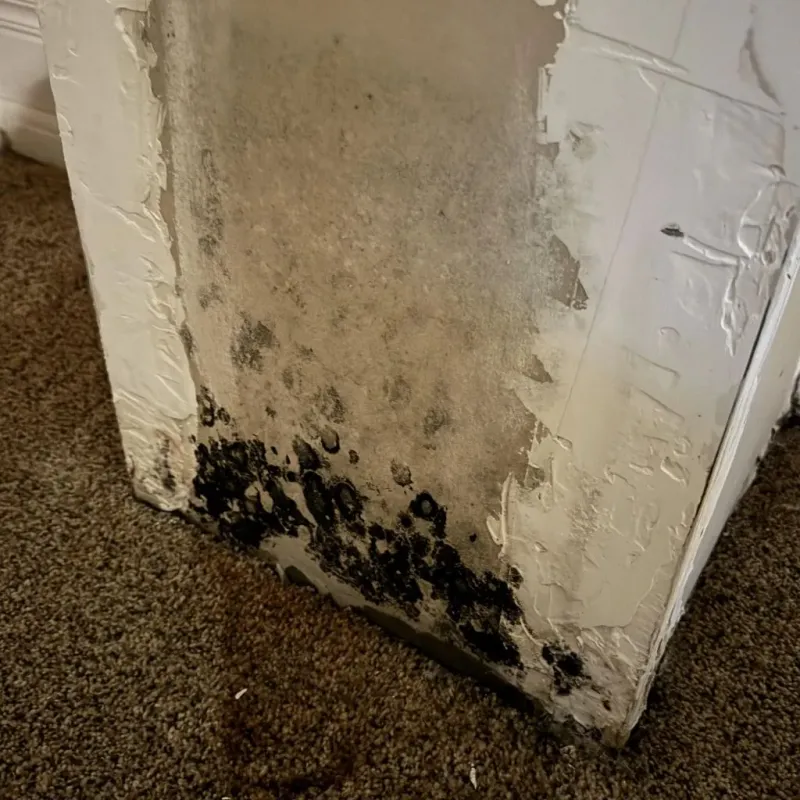 Professional Mold Removal in Broad Creek, NC